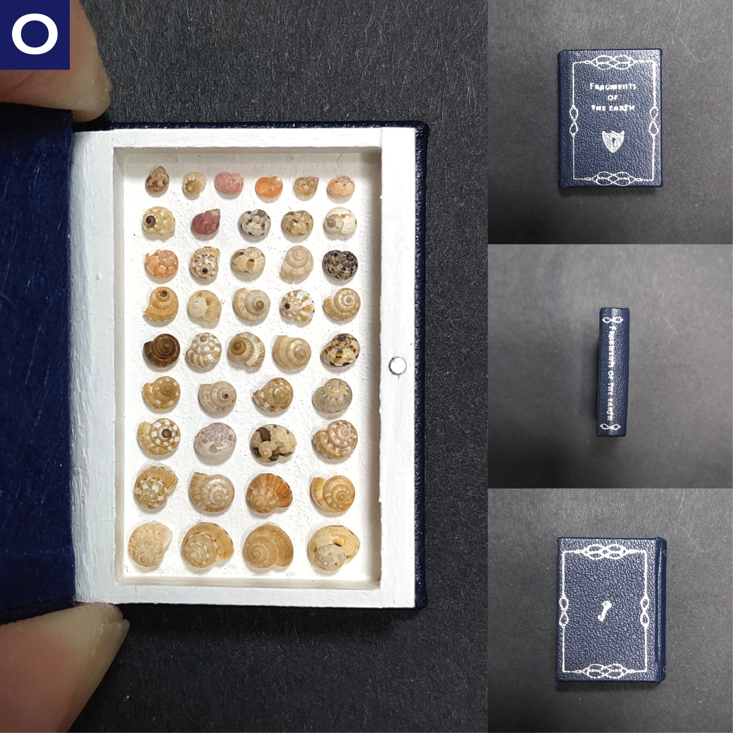 The book of the specimen box [New arrival on 2025/2/2 22:00